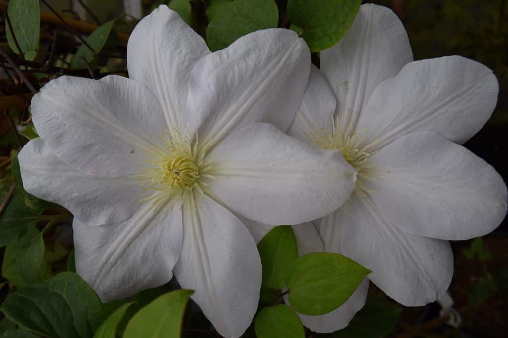 Clematis 'Marie Boisselot' 60-80 cm